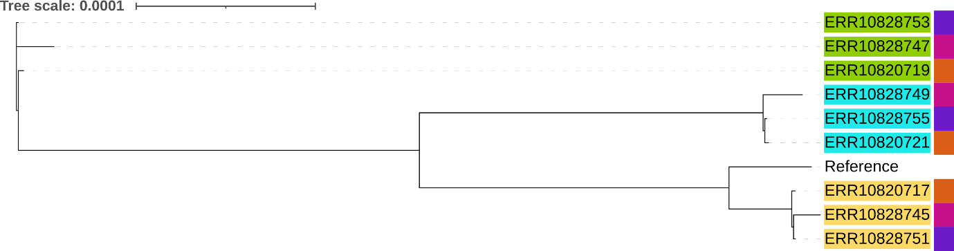 phylognetic-tree-one