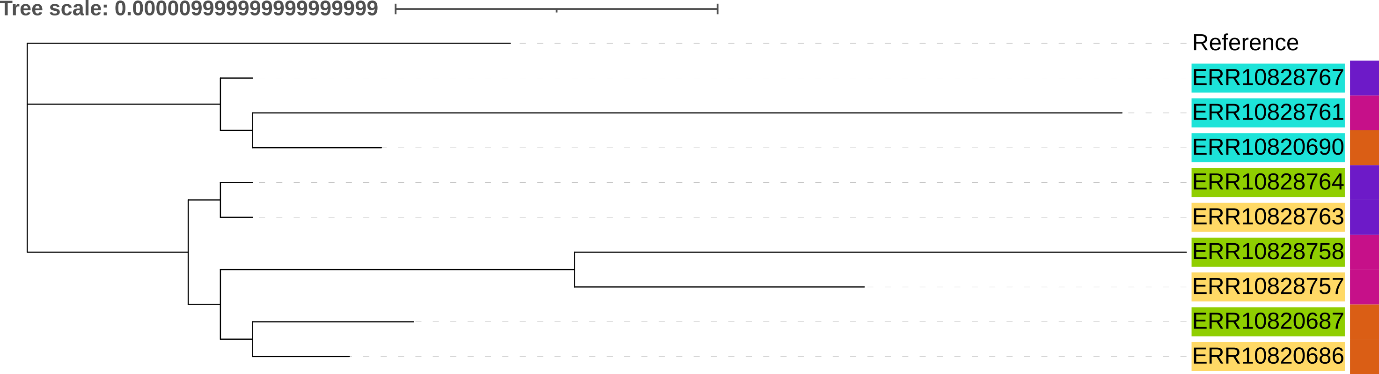 phylognetic-tree-three